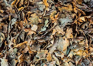 Autumn leaves on a frosty morning. Canon 5D Mk3, EF24-7 ...