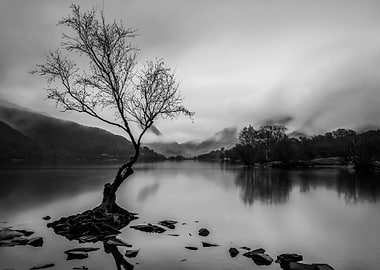 A view of the lone tree in Llyn Padarn and a misty Snow ...