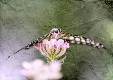 butterfly on the flower