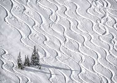 Ski tracks through the powder in the Wasatch Mountains, ...