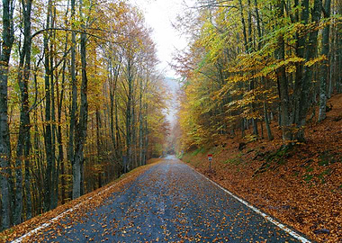 Navarre Pyrenees, Spain, between Ochagabia and Isaba.