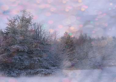 Trees and snow in the park.