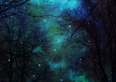 Tree Branches Silhouettes