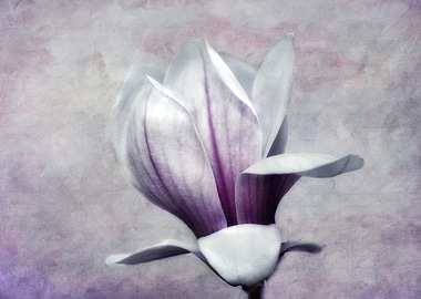 magnolia flower in vintage look