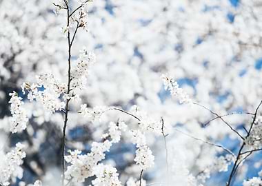 Spring Blossoms, April 2017