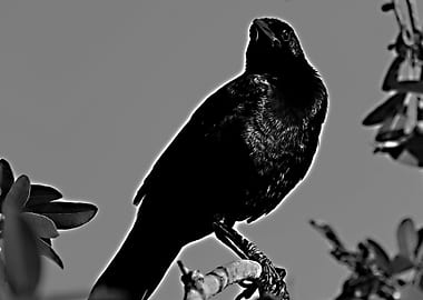 Stark dark toned digital art of a black bird on a tree ...
