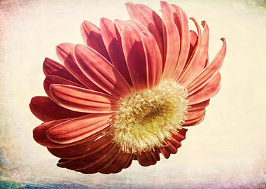 isolated aster flower in the garden