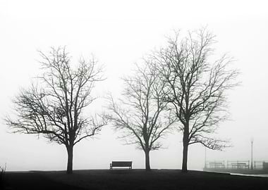 Three trees, and bench, and a pier photographed on a mi ...