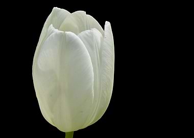 white tulip