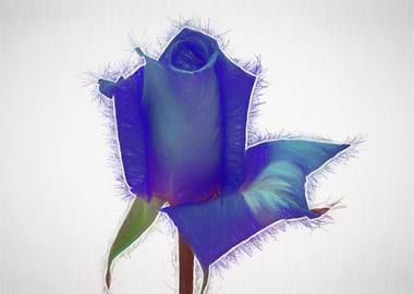 blue rose in bloom in the garden