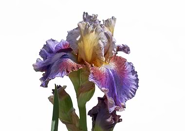 iris gladiolus in the garden