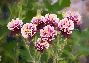 aquilegia flower in bloom in the garden