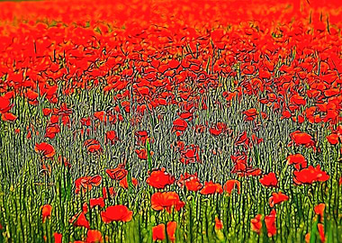 red poppy in the garden