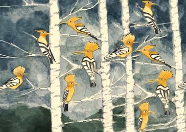 Hoopoes in the forest. Hoopoes birds in the brich-tree ...