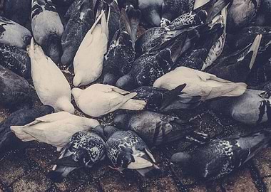 White doves in Gothenburg.