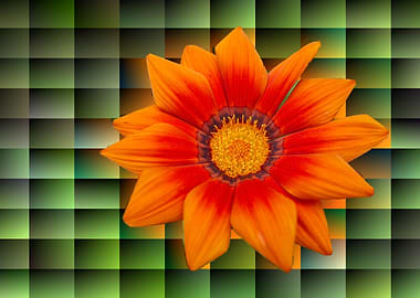 garzania flower in bloom i