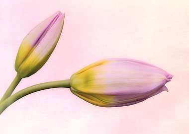 tulip flower in spring