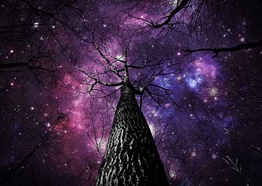 Winding black gray & white tree branches in front of my ...