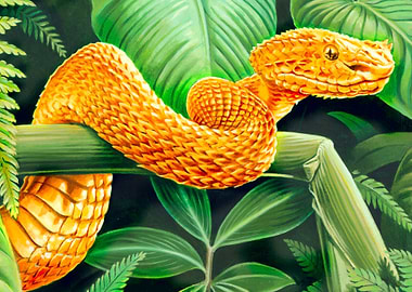 Acrylic painting of a deadly eyelash viper.