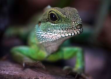 Green Agama