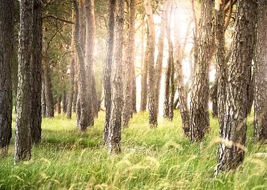 Sunny pinewood afternoon..