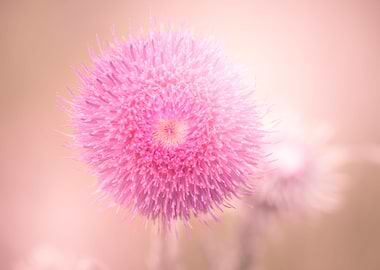 Scottish thistle close-up
