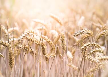 Summer Sun Cornfield