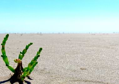 A calm sunny day at the north sea while ebb tide was on ...