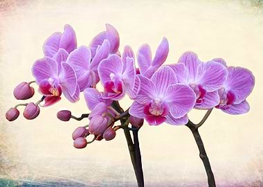 orchid in bloom