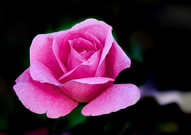 pink rose in bloom in the garden
