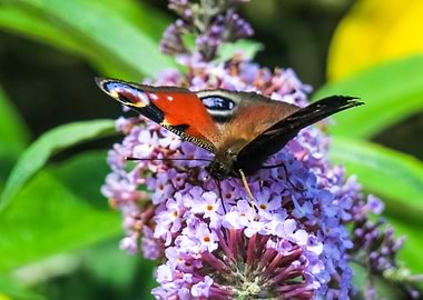 Peacock Butterfly