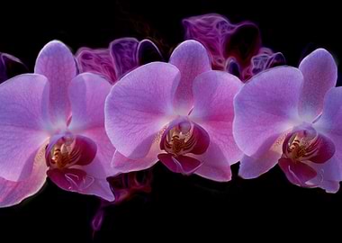 orchid in bloom for present