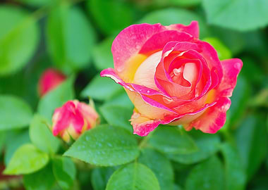 raindrops on the rose in bloom