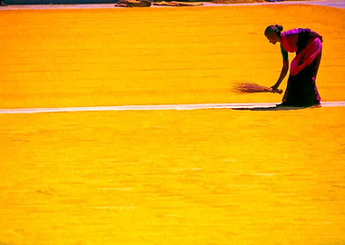 Woman sweeping and drying the rice in India