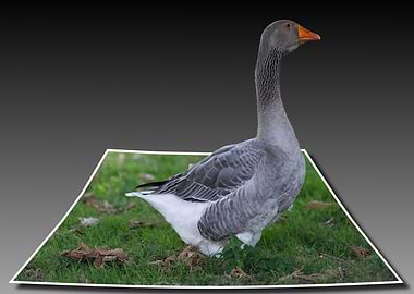 Goose pilgrim at 3d out of bounds