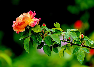 wet rose after rain in the garden