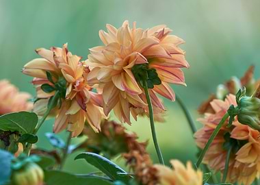 dahlia in the garden