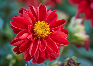 dahlia in the garden