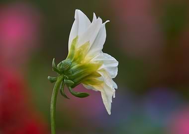 dahlia in the garden