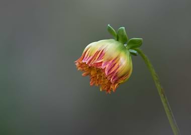 dahlia in the garden
