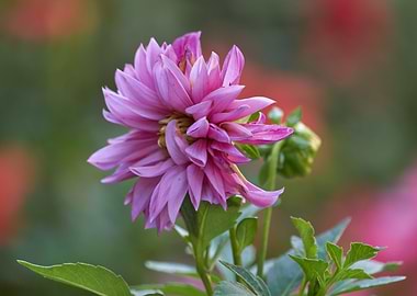 dahlia in the garden