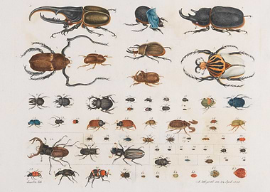 Illustration by Aloys Zoltl