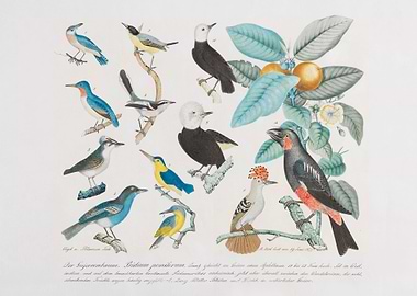 Illustration by Aloys Zoltl