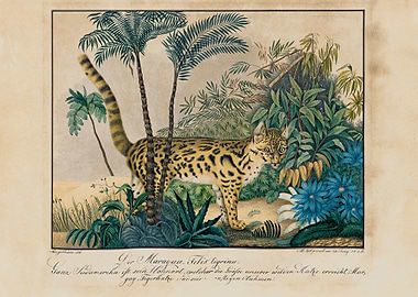 Illustration by Aloys Zoltl