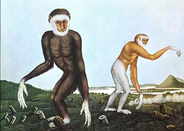 Illustration by Aloys Zoltl