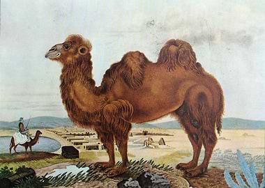 Illustration by Aloys Zoltl