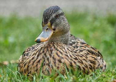duck on meadow