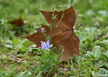wildflowerand autumn leaf at park