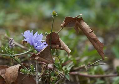 wildflower and autumn leaf at park