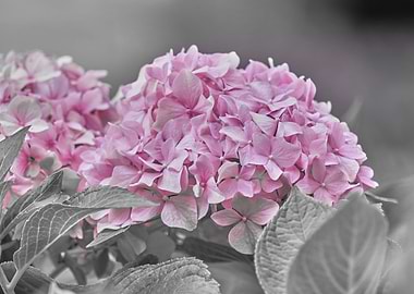 hydrangea in the garden